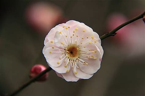 梅花吉祥話|梅花的花語及象徵寓意，你們瞭解嗎？